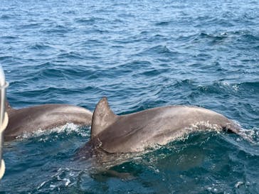 イルカウォッチング受付予約センターに投稿された画像（2026/1/29）