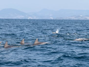 イルカウォッチング受付予約センターに投稿された画像（2026/1/29）