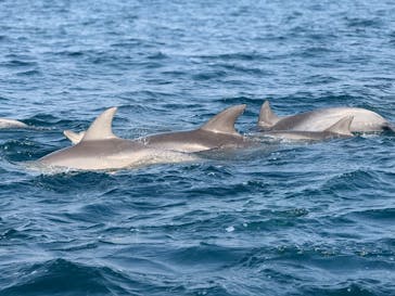 イルカウォッチング受付予約センターに投稿された画像（2026/1/29）