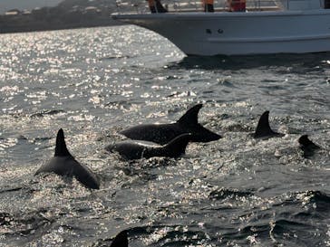 イルカウォッチング受付予約センターに投稿された画像（2026/1/29）