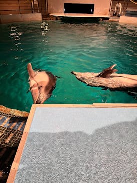 城崎マリンワールドに投稿された画像（2026/1/29）