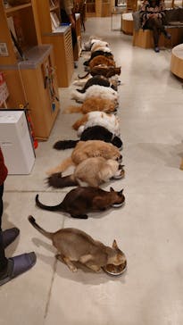 猫カフェモカ 梅田店に投稿された画像（2026/1/29）