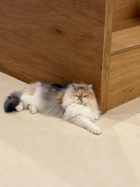 Cat Café MOFF SHIMINT HIROSHIMA店に投稿された画像（2026/1/29）