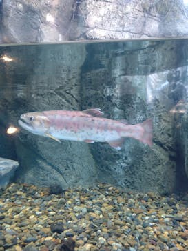 しながわ水族館に投稿された画像（2026/1/29）