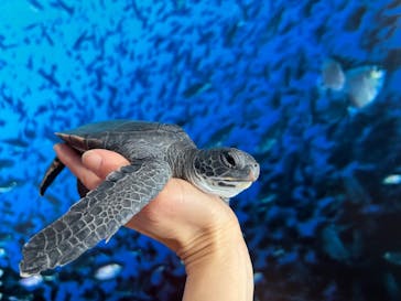 串本海中公園水族館に投稿された画像（2026/1/29）