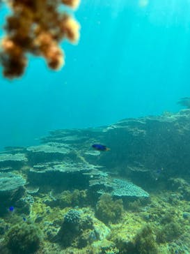串本海中公園水族館に投稿された画像（2026/1/29）