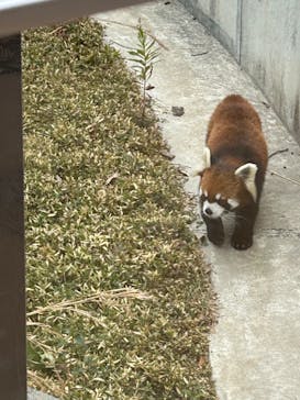 名古屋市東山動植物園に投稿された画像（2026/1/29）