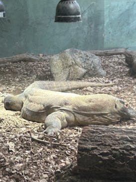 名古屋市東山動植物園に投稿された画像（2026/1/29）