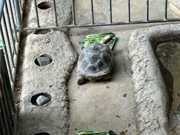 名古屋市東山動植物園に投稿された画像（2026/1/29）