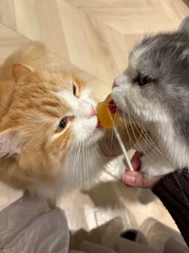 猫カフェモカ　イオンモール高崎店に投稿された画像（2026/1/29）