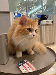 猫カフェモカ　イオンモール高崎店に投稿された画像（2026/1/29）