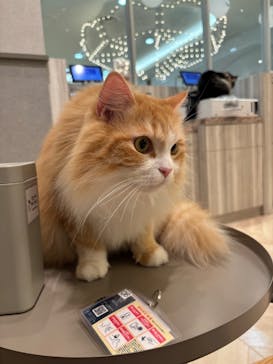 猫カフェモカ　イオンモール高崎店に投稿された画像（2026/1/29）