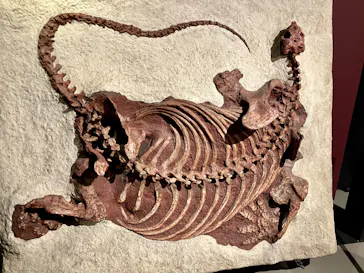 特別展「大絶滅展―生命史のビッグファイブ」に投稿された画像（2026/1/29）