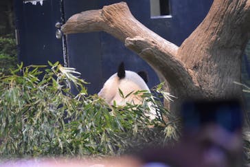 恩賜上野動物園に投稿された画像（2026/1/29）