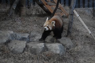 恩賜上野動物園に投稿された画像（2026/1/29）