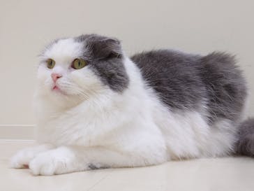 Cat Café MOFF イオンモール豊川店に投稿された画像（2026/1/30）