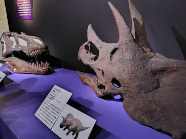 特別展「大絶滅展―生命史のビッグファイブ」に投稿された画像（2026/1/30）