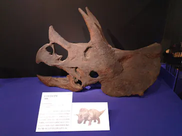 特別展「大絶滅展―生命史のビッグファイブ」に投稿された画像（2026/1/30）