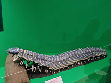 特別展「大絶滅展―生命史のビッグファイブ」に投稿された画像（2026/1/30）