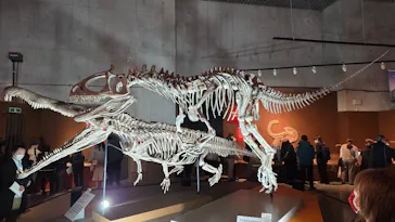 特別展「大絶滅展―生命史のビッグファイブ」に投稿された画像（2026/1/30）