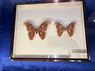 沖縄県立博物館・美術館〔おきみゅー〕に投稿された画像（2026/1/30）