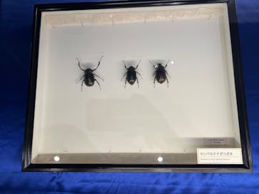 沖縄県立博物館・美術館〔おきみゅー〕に投稿された画像（2026/1/30）