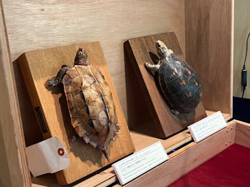 沖縄県立博物館・美術館〔おきみゅー〕に投稿された画像（2026/1/30）