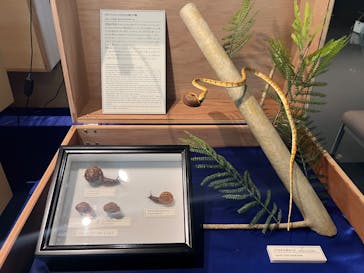 沖縄県立博物館・美術館〔おきみゅー〕に投稿された画像（2026/1/30）