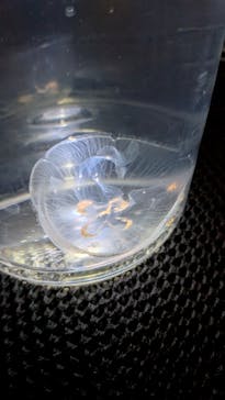 すみだ水族館に投稿された画像（2026/1/30）