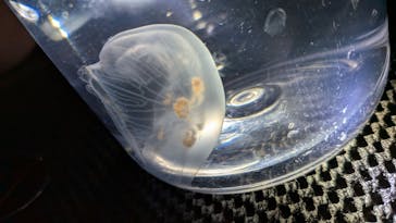 すみだ水族館に投稿された画像（2026/1/30）