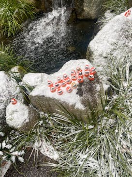 勝尾寺に投稿された画像（2026/1/31）