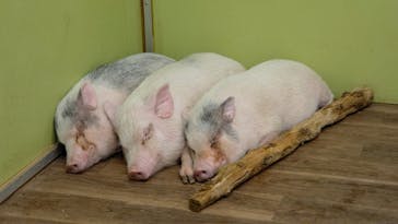 アニタッチ 東京ドームシティに投稿された画像（2026/1/31）