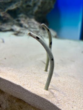 アクアワールド茨城県大洗水族館に投稿された画像（2026/1/31）