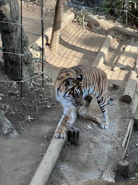 恩賜上野動物園に投稿された画像（2026/1/31）