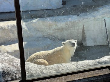 恩賜上野動物園に投稿された画像（2026/1/31）