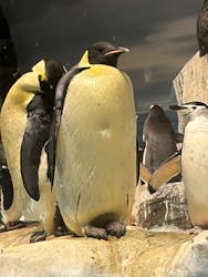 名古屋港水族館に投稿された画像（2026/1/31）