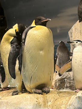 名古屋港水族館に投稿された画像（2026/1/31）