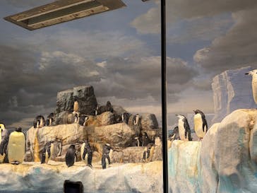 名古屋港水族館に投稿された画像（2026/1/31）