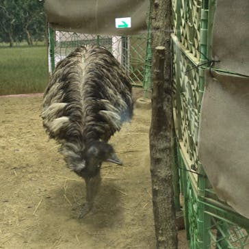 天王寺動物園に投稿された画像（2026/1/31）