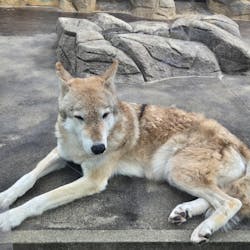 天王寺動物園に投稿された画像（2026/1/31）