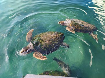 串本海中公園水族館に投稿された画像（2026/1/31）