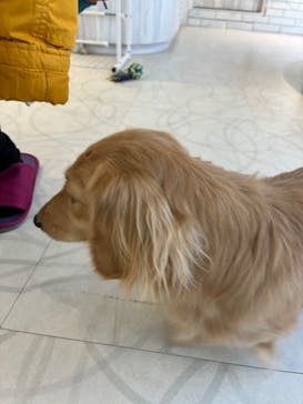 いぬカフェRio 原宿竹下通り店に投稿された画像（2026/1/31）