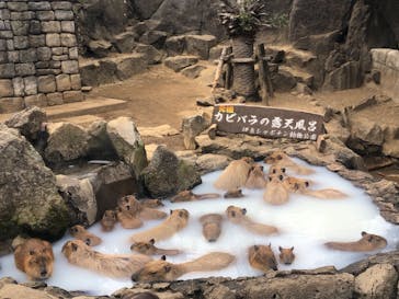 伊豆シャボテン動物公園に投稿された画像（2026/1/31）