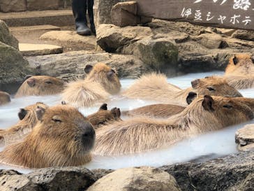 伊豆シャボテン動物公園に投稿された画像（2026/1/31）