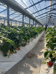 上の原農園に投稿された画像（2026/1/31）