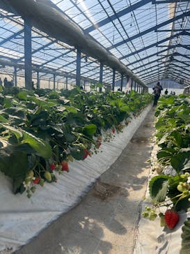 上の原農園に投稿された画像（2026/1/31）