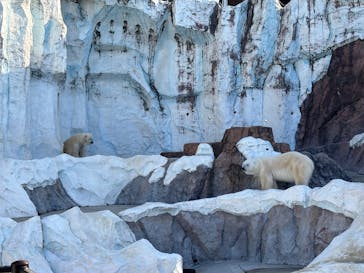 恩賜上野動物園に投稿された画像（2026/1/31）