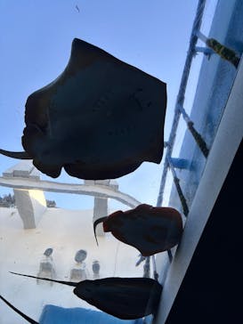 九十九島水族館海きららに投稿された画像（2026/1/31）