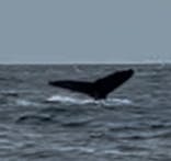 マリンクラブ ベリー 那覇店に投稿された画像（2026/1/31）