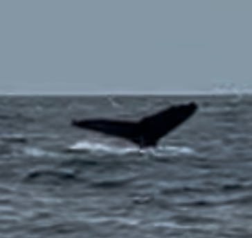 マリンクラブ ベリー 那覇店に投稿された画像（2026/1/31）